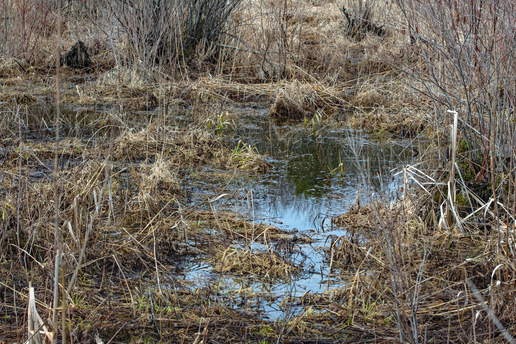 Our Wetland by farmreporter