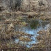 Our Wetland by farmreporter