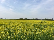 22nd Apr 2019 - Field of Gold