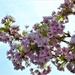Beautiful blossom  by beryl