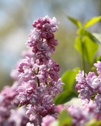 22nd Apr 2019 - April 22: Lilac