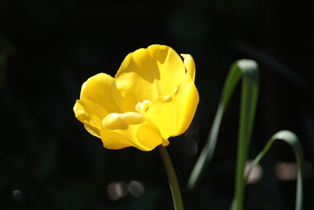Yellow tulip by 365projectmaxine