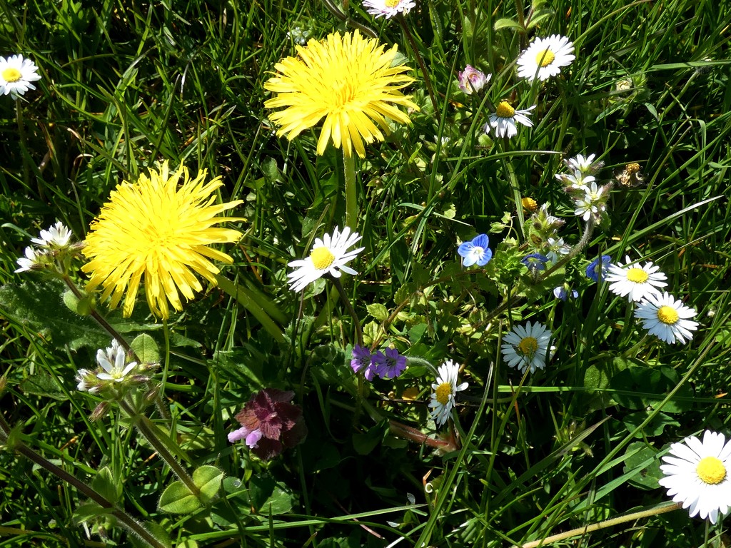 Spring meadow by julienne1