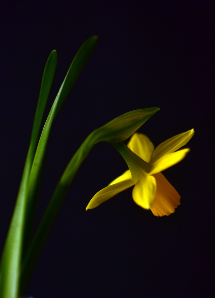 Yellow in spring by jayberg