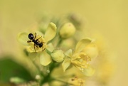 22nd Apr 2019 - Ant on the Mahonia