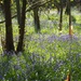 Magical bluebell carpet at Sissinghurst Castle! by bizziebeeme