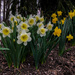 Daffodils by loweygrace