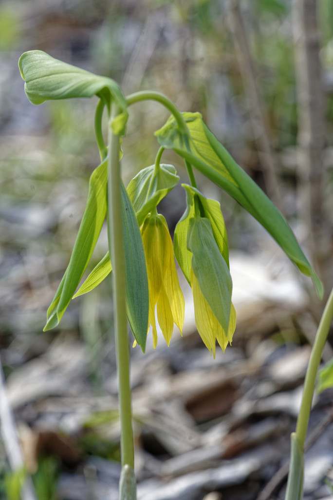 bellwort by rminer