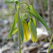 bellwort by rminer