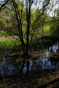 20th Apr 2019 - The reedbed at Nonsuch Park