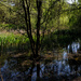 The reedbed at Nonsuch Park by rumpelstiltskin