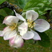 Apple Blossom. by gaf005