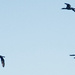Cormorants  by sugarmuser