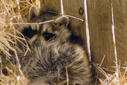 22nd Apr 2019 - Raccoon Has Moved In