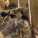 Raccoon Has Moved In by farmreporter