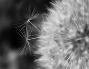 22nd Apr 2019 - Time's up for this dandelion