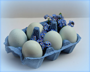 22nd Apr 2019 - Blue Eggs.