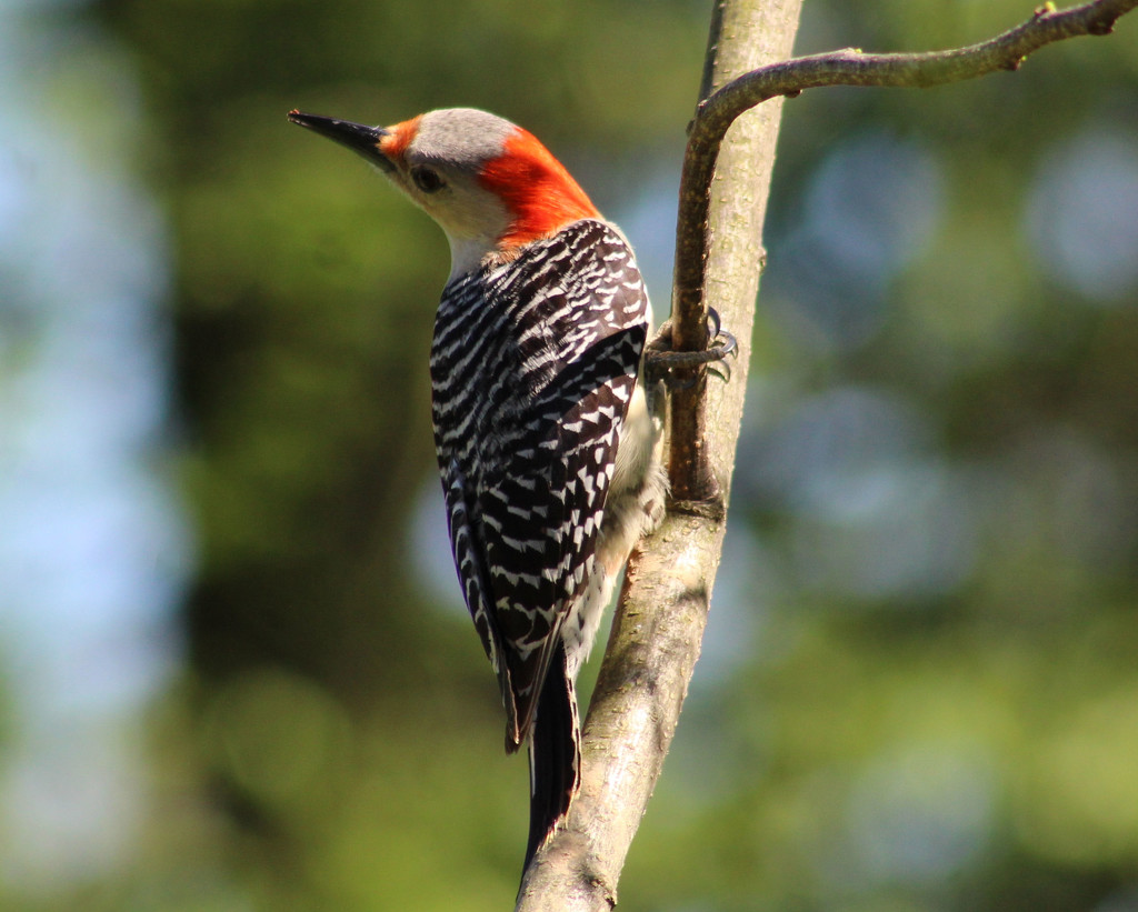 Lady Red-Bellied Woodpecker by cjwhite