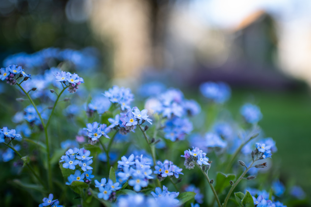 Forget me Nots by kwind