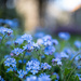 Forget me Nots by kwind