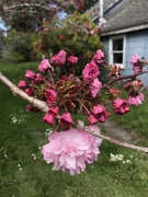 22nd Apr 2019 - Cherry’s beginning to Bloom