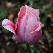 22nd Apr 2019 - Drizzled Tulip