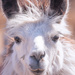 llama by aecasey
