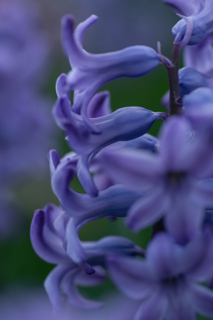 hyacinth by jackies365