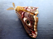 23rd Apr 2019 - Emperor moth
