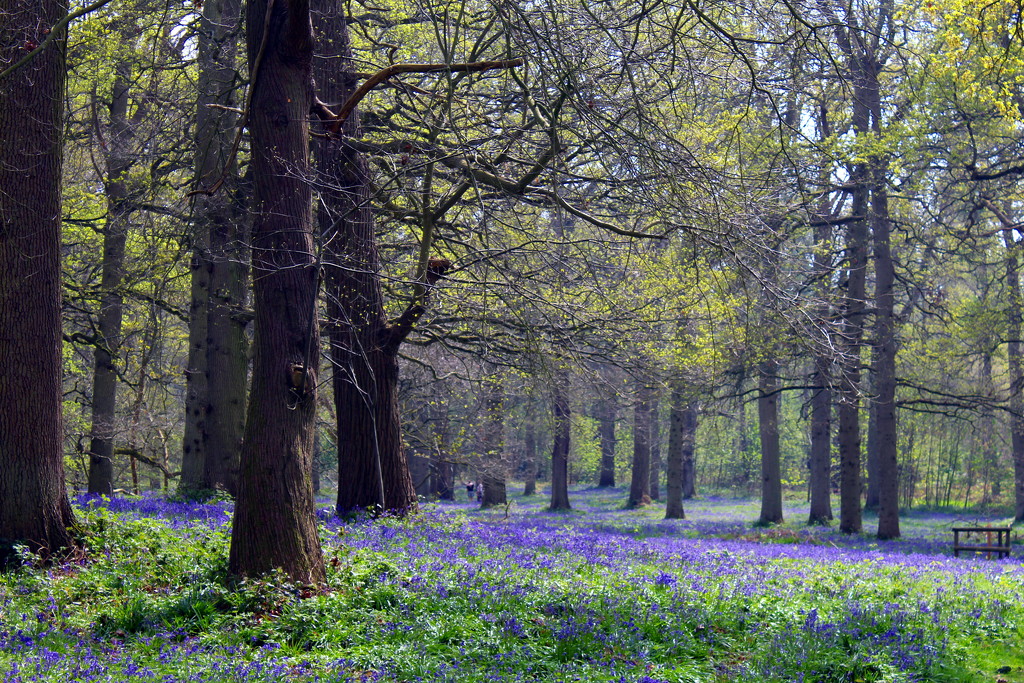 Bluebells at Blickling by jeff