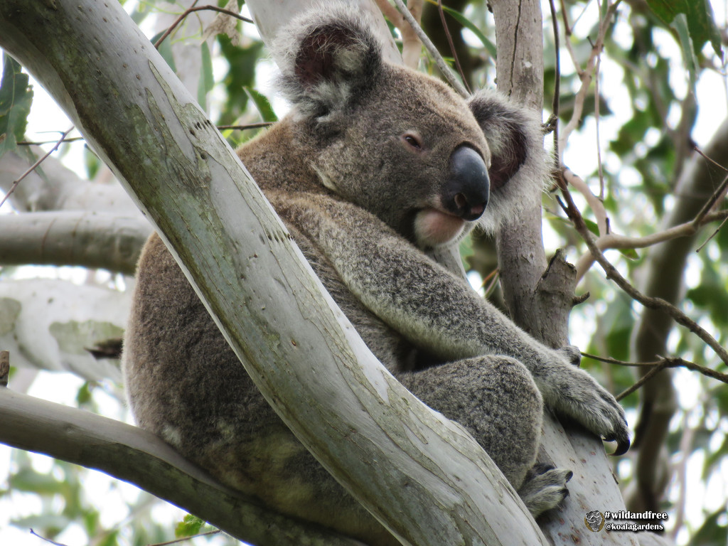 Hugo feeling at home by koalagardens