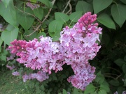 23rd Apr 2019 - Lilac in Bloom