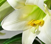 23rd Apr 2019 - Easter Lily