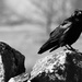 Black Crow by phil_sandford