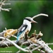 Woodland Kingfisher by rosiekind