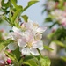 Blossom  by cookingkaren