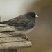 The Juncos are back by radiogirl