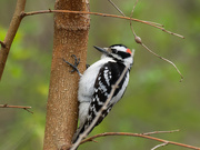 23rd Apr 2019 - downy woodpecker