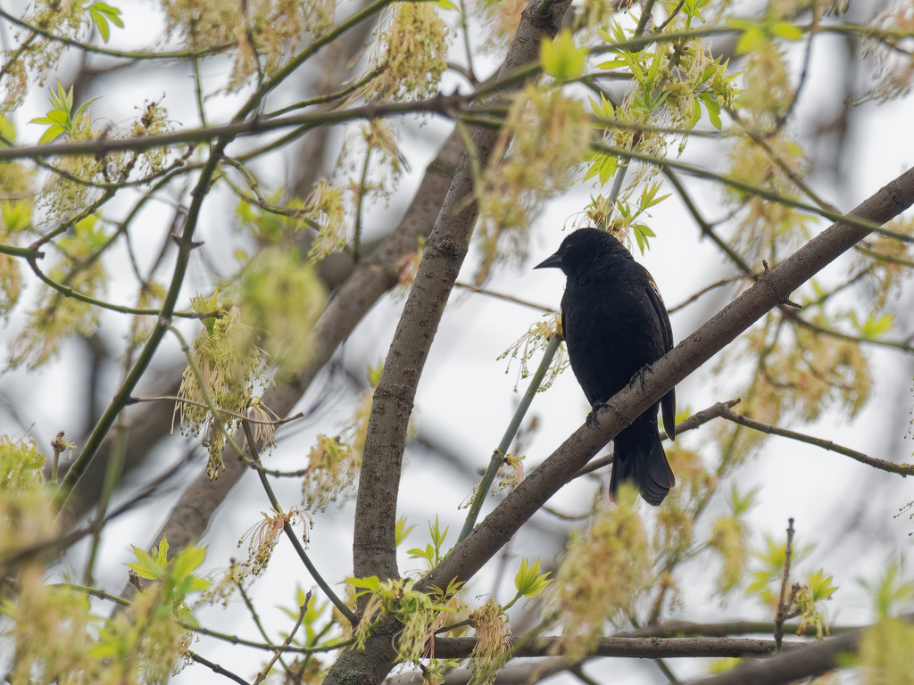 red-winged blackbird in a spring tree by rminer