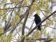 23rd Apr 2019 - red-winged blackbird in a spring tree