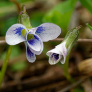 23rd Apr 2019 - violets