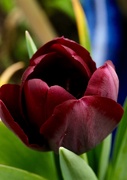23rd Apr 2019 - Rich tulip