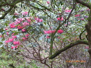 23rd Apr 2019 - The rhododendrons at Hergest 