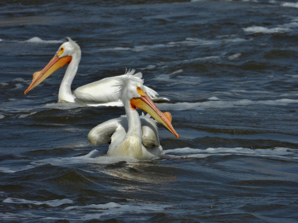 Pelicans by lynnz