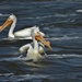 Pelicans by lynnz