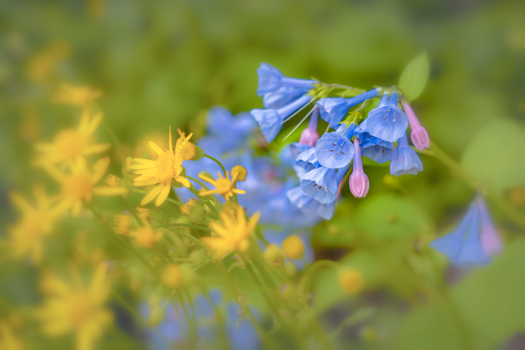 flowers from Mt. Vernon gardens - Virginia bluebells by jernst1779