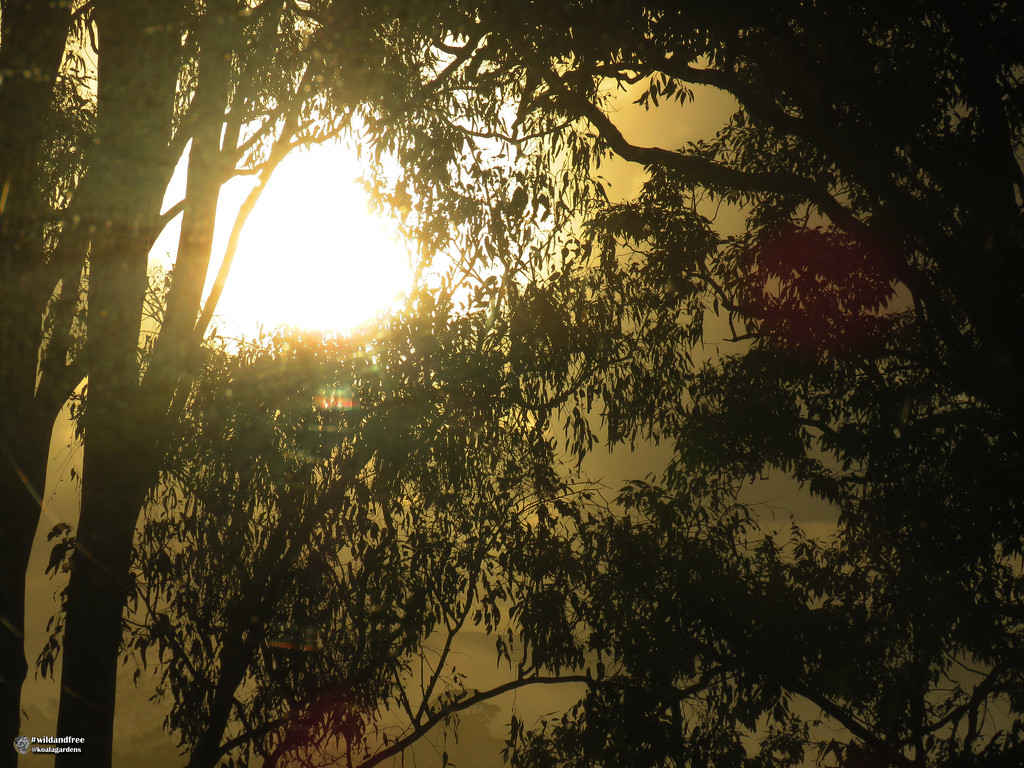 Sunrise through the fog by koalagardens