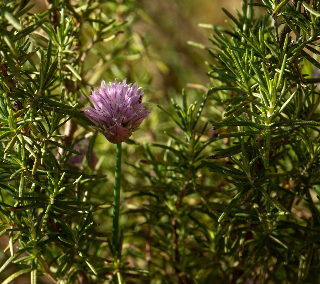 Chives in the rosemary by randystreat