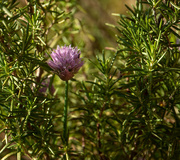 23rd Apr 2019 - Chives in the rosemary