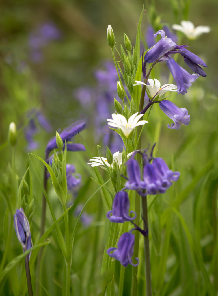 bluebells and white flowers  by shepherdmanswife